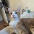 Gözleri şehla çok sevimli acil yuva fotoğraf