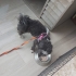 Yorkshire cinsi köpeğimize yuva arıyoruz fotoğraf