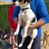 Jack russell cinsi köpeğimize yuva arıyoruz fotoğraf