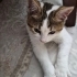 Kış geldi lütfen sokağa dönmesin fotoğraf