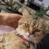 Tabby British Cookie aşıları tam kısır 1 yaşında erkek fotoğraf