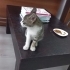 Masal kedimizi ücretsiz sahiplendiriyoruz fotoğraf