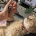 Tabby British Cookie aşıları tam kısır 1  yaşında erkek fotoğraf