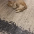 Oyun Ve Sevgi Delisi fotoğraf
