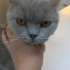 Kaç yaşında bilmiyoruz sokağa atılmış veterinere götürdük kısır erkek. fotoğraf