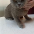 Kaç yaşında bilmiyoruz sokağa atılmış veterinere götürdük kısır erkek. fotoğraf