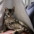 Minik Leo Ailesini Arıyor fotoğraf