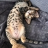 Minik Leo Ailesini Arıyor fotoğraf