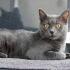 Russian Blue Zuzu aşıları tam kısır 1 yaşında dişi fotoğraf