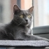 Russian Blue Zuzu aşıları tam kısır 1 yaşında dişi fotoğraf