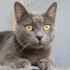 Russian Blue Zuzu aşıları tam kısır 1 yaşında dişi fotoğraf