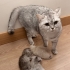 ÜCRETSİZ BRİTİSH KIZIMI YAVRULARI İLE BİRLİKTE SAHİPLENDİRİYORUM fotoğraf
