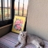 ÜCRETSİZ BRİTİSH KIZIMI YAVRULARI İLE BİRLİKTE SAHİPLENDİRİYORUM fotoğraf