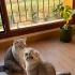 ÜCRETSİZ BRİTİSH KIZIMI YAVRULARI İLE BİRLİKTE SAHİPLENDİRİYORUM fotoğraf