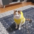 KEDİMİZE ÖMÜRLÜK AİLE BAKIYORUZ (TÜM EŞYALARI DAHİL )ÜCRETSİZ fotoğraf