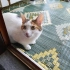 KEDİMİZE ÖMÜRLÜK AİLE BAKIYORUZ (TÜM EŞYALARI DAHİL )ÜCRETSİZ fotoğraf