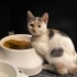 🐱💕 SAFİYE’YE ÖMÜRLÜK YUVA ARIYORUZ! 🏡 fotoğraf