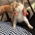 🐱💕 SAFİYE’YE ÖMÜRLÜK YUVA ARIYORUZ! 🏡 fotoğraf