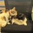🐱💕 SAFİYE’YE ÖMÜRLÜK YUVA ARIYORUZ! 🏡 fotoğraf