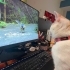 🐱💕 SAFİYE’YE ÖMÜRLÜK YUVA ARIYORUZ! 🏡 fotoğraf