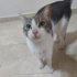 Acayip Sevecen Tatlı mı Tatlı fotoğraf