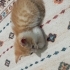 Çok sevimli Yavrular fotoğraf