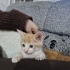 Çok sevimli Yavrular fotoğraf