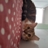 LATTE İÇİN ACİL YUVA 🐱 fotoğraf