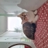 LATTE İÇİN ACİL YUVA 🐱 fotoğraf