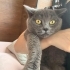 Ev sahibi istemiyor fotoğraf
