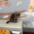 Ev sahibi istemiyor fotoğraf