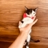 Acil ömürlük yuva arıyorum fotoğraf
