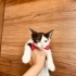 Acil ömürlük yuva arıyorum fotoğraf