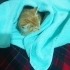 Yavru kedi çok küçük sıcak bir yuva arıyor fotoğraf