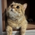 Tabby British Cookie aşıları tam kısır 1 yaşında erkek fotoğraf