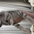 2 aylık 3 dişi 1 erkek Silver TABBY fotoğraf