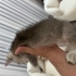 2 aylık 3 dişi 1 erkek Silver TABBY fotoğraf