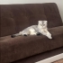 Ömürlük Yuvasını Arıyor – Kedi Sahiplendirme fotoğraf
