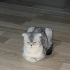 Ömürlük Yuvasını Arıyor – Kedi Sahiplendirme fotoğraf