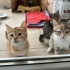 2,5 aylık yavrulara acil yuva fotoğraf