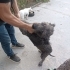 2 yaşında erkek ve kısır fotoğraf