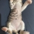 İki Aylık, Yeni Yuvasının Neşe Kaynağı Olacak fotoğraf