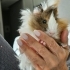 Cok Yakisikli Guinea Pig 10 aylik fotoğraf