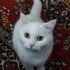 Kartopu gibi çok sevecen ve uysal bir çocuk fotoğraf