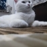 Kartopu gibi çok sevecen ve uysal bir çocuk fotoğraf