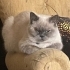 Kısır cins kedi fotoğraf