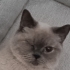 Kısır cins kedi fotoğraf