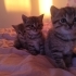 Anne kedi ve 3 yavrusu fotoğraf