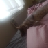 Anne kedi ve 3 yavrusu fotoğraf
