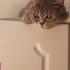 Anne kedi ve 3 yavrusu fotoğraf